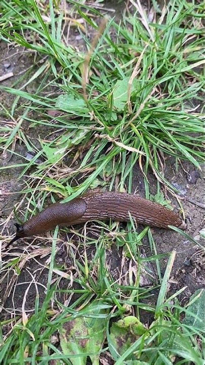 Can a slug hurt you?