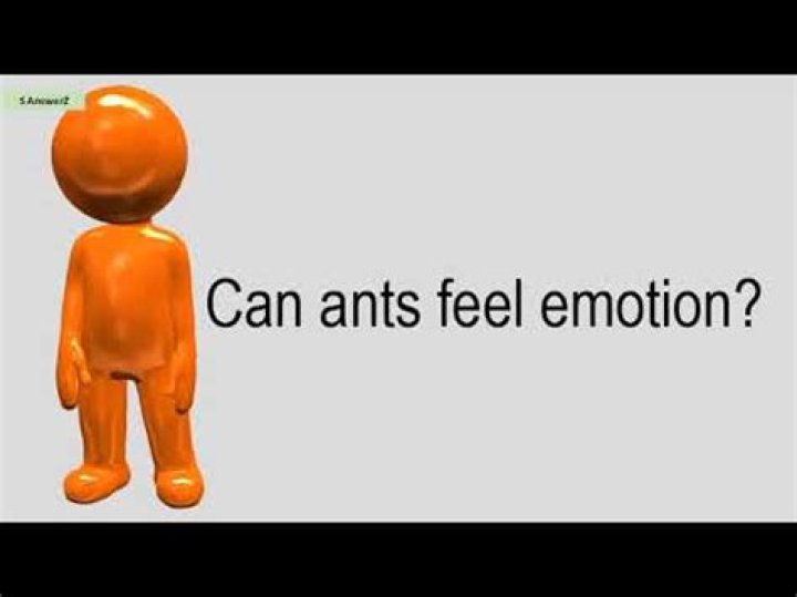 Can ants feel emotion?