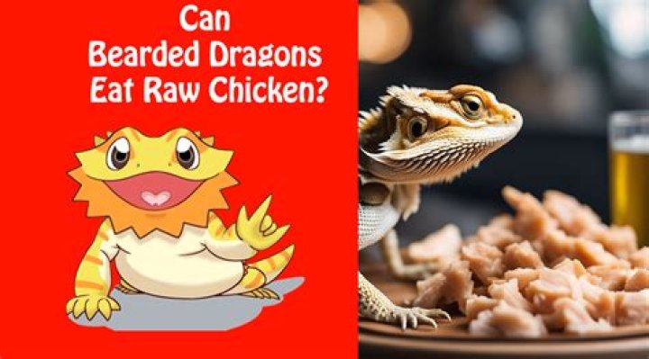 Can bearded dragons eat raw chicken?