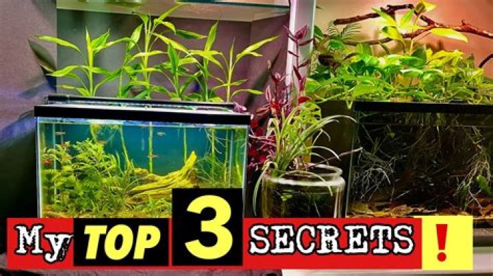 Can I put garden plants in my fish tank?
