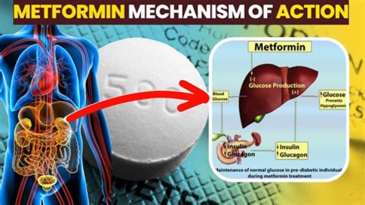 Can metformin make you tired?