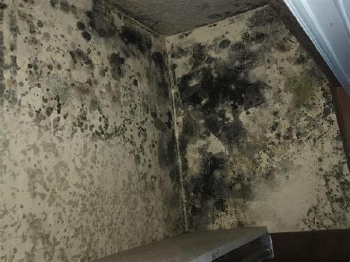 Can mold grow on stucco?