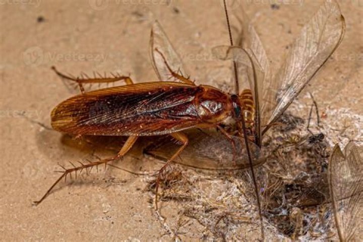 Do cockroaches eat termites?