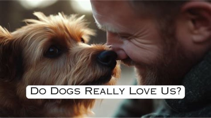 Do dogs really love us?