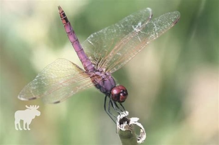 Do dragonflies eat flowers?
