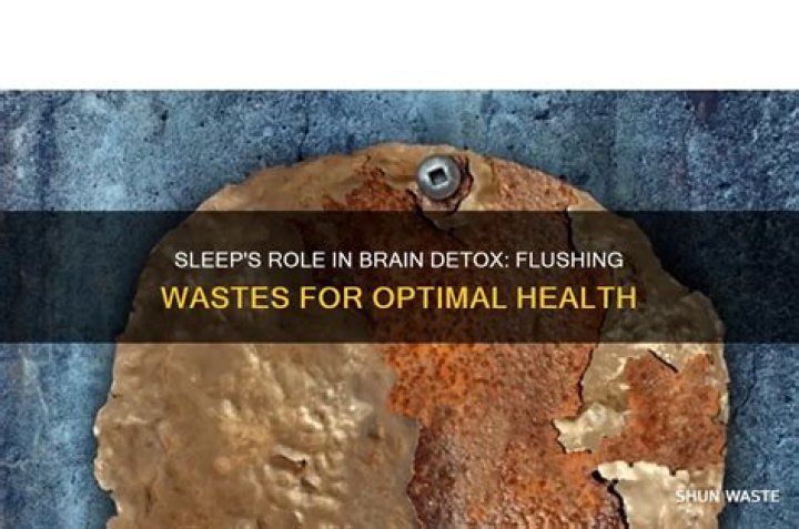 Does sleep flush wastes from the brain?