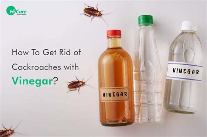 Does vinegar get rid of cats?