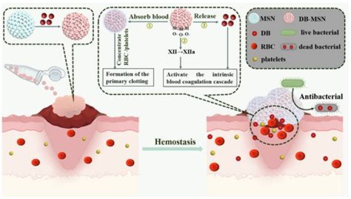 Is dragon's blood antibacterial?