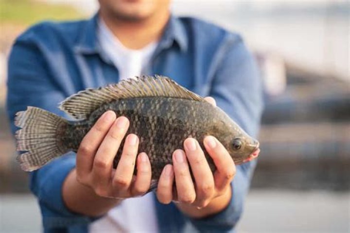 Is tilapia a real fish?