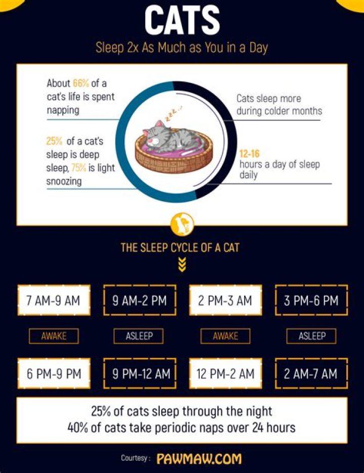 Should a cat sleep all day?