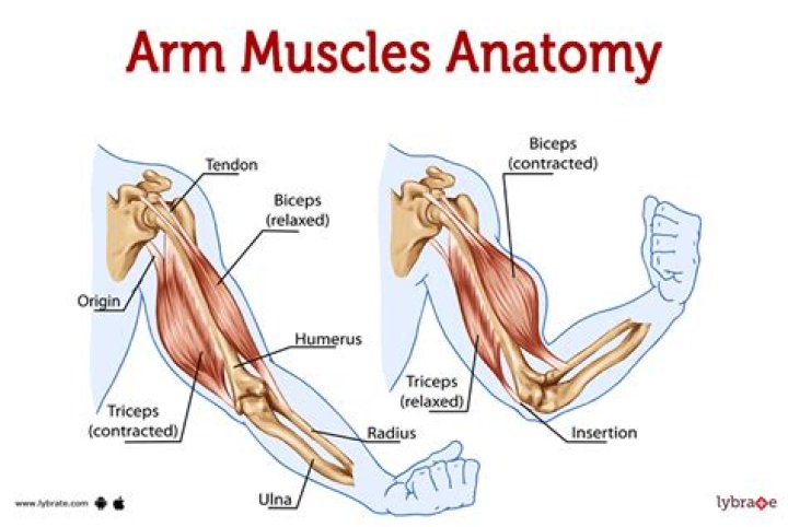 What's the inside of your arm called?