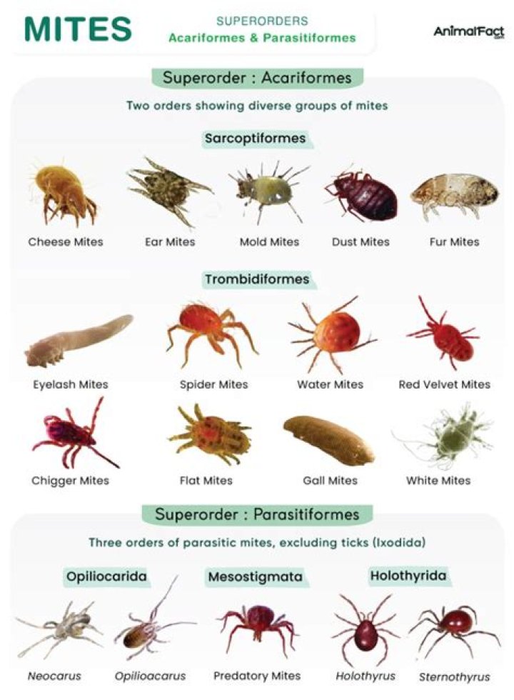 What do couch mites look like?