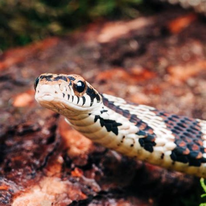 What does a snake around a cup mean?