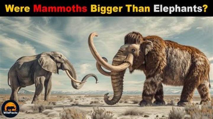 What is bigger than an elephant?