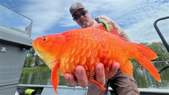 Why are goldfish bad for lakes?