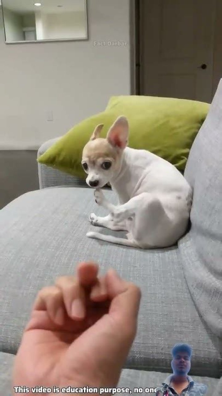 Why do dogs hate middle finger?