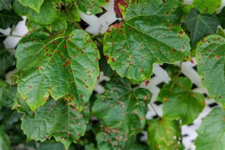 Will anthracnose go away on its own?