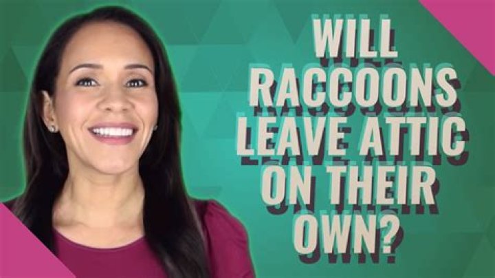 Will raccoons leave attic on their own?